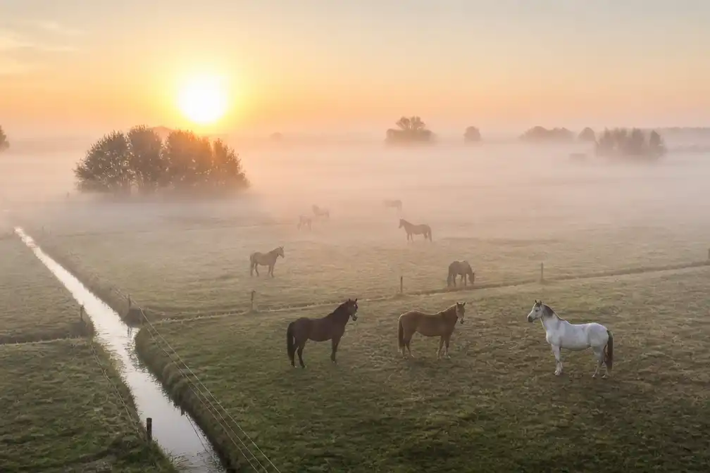 Dronebeelden tonen paarden die in dikke mist ontwaken in Friesland