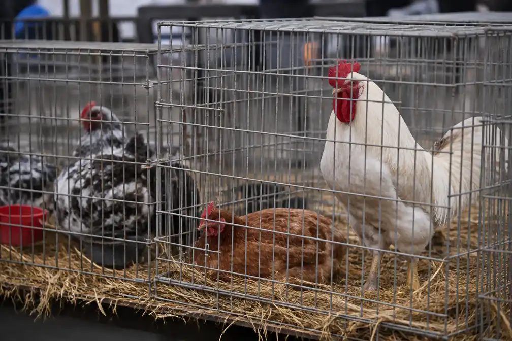 Vogelgriep in Balen: ophokplicht in delen van vijf Limburgse gemeenten
