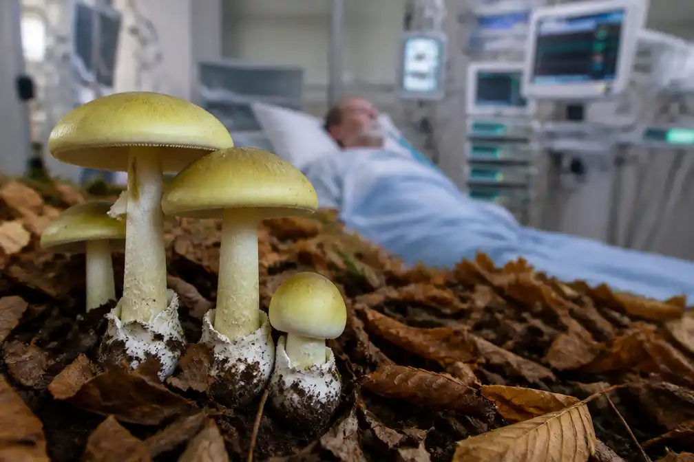 Artsen slaan alarm om giftige groene knolamaniet: dode, opnames en levertransplantatie