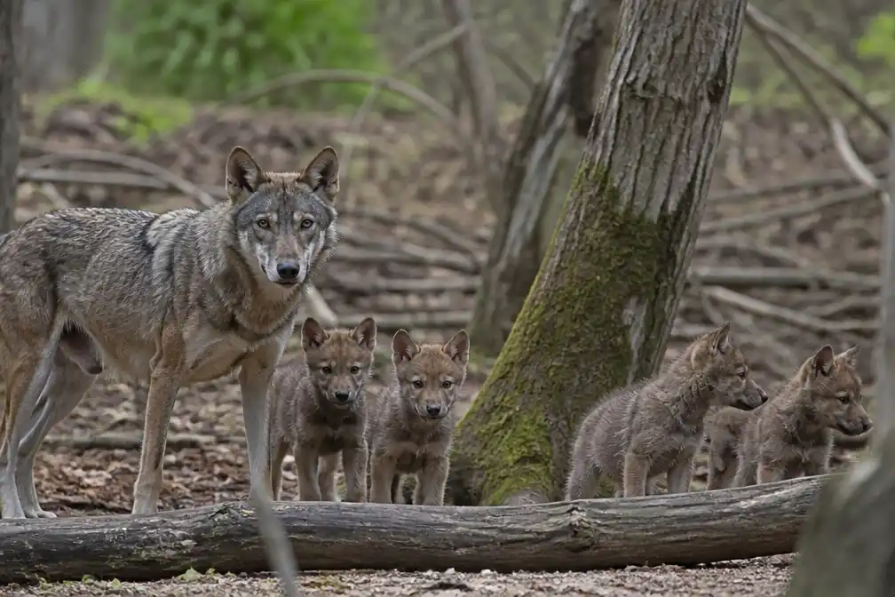 Minstens 56 wolvenwelpen geboren, wolf rukt op naar vijf nieuwe gebieden
