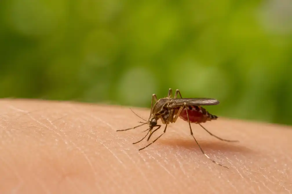 Tiende sterfgeval door westnijlvirus in Nederland, 59 besmettingen dit jaar