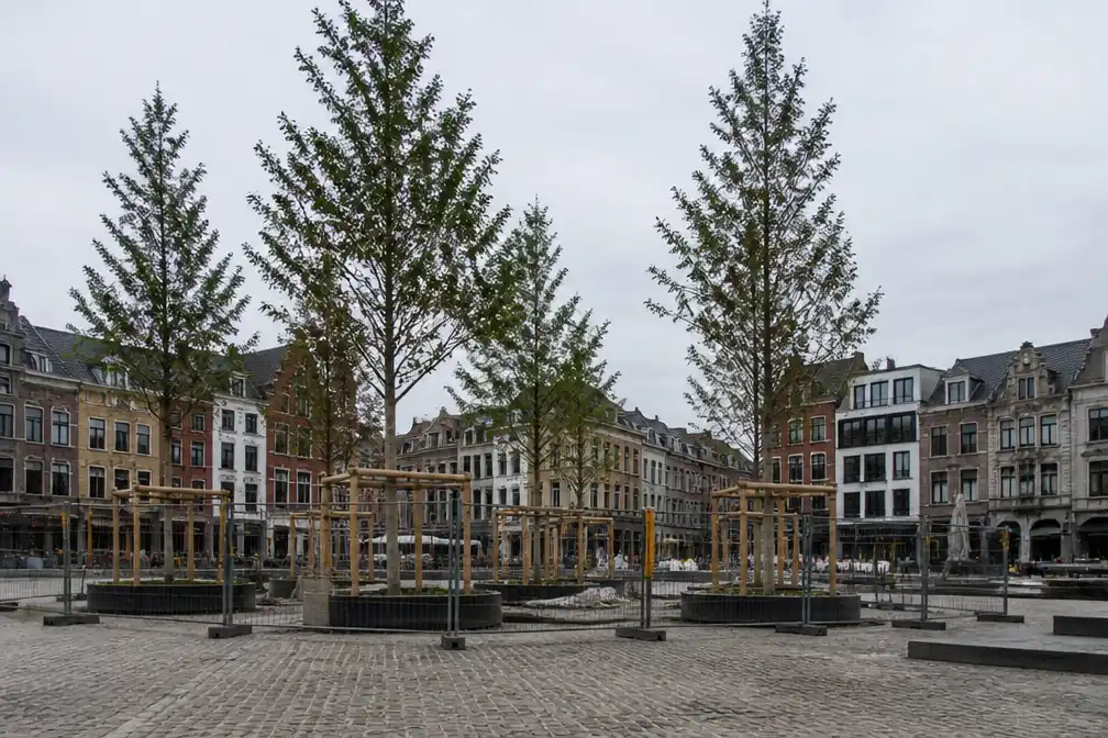 Sint-Truiden verdedigt 157.000 euro voor zes bomen op Grote Markt na kritiek Vlaams Belang
