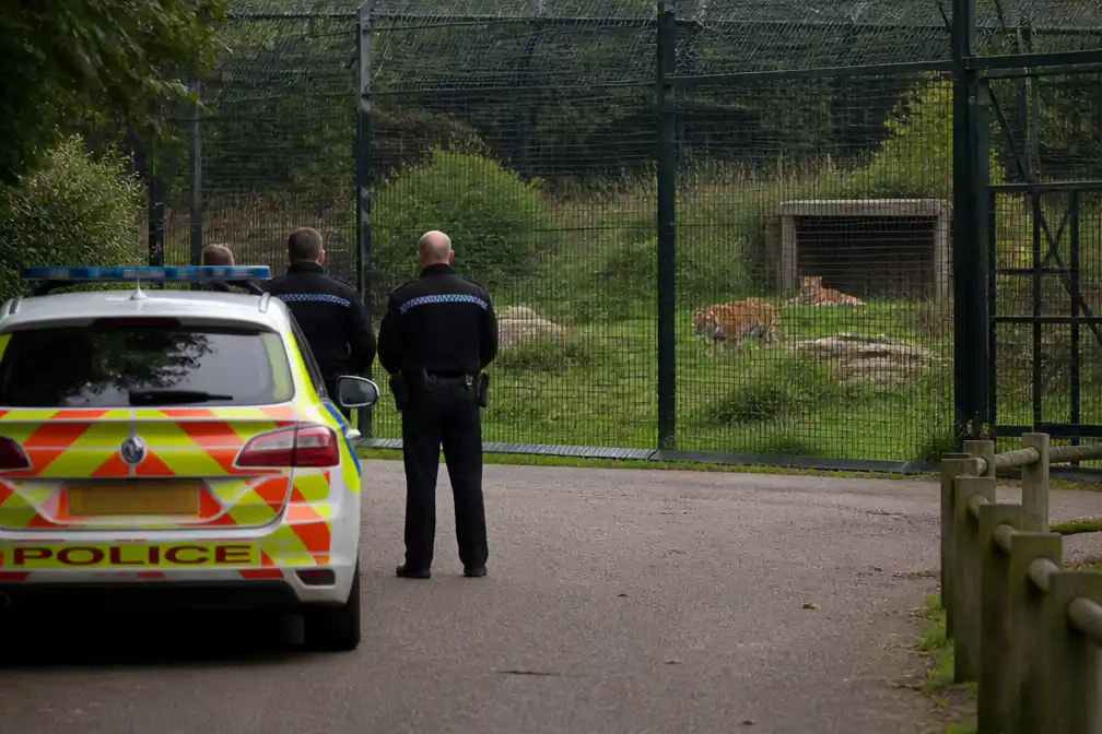 Man zwaargewond na klim in tijgerverblijf van Britse dierentuin