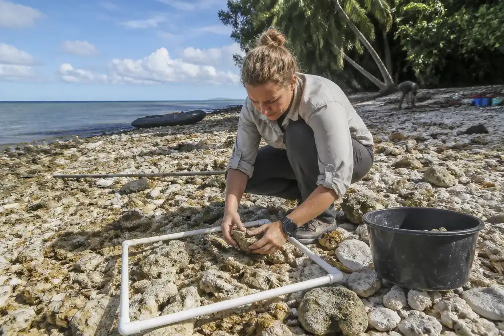 Belgische onderzoeker zoekt op Nikumaroro naar vliegtuig Amelia Earhart, krabben hinderen