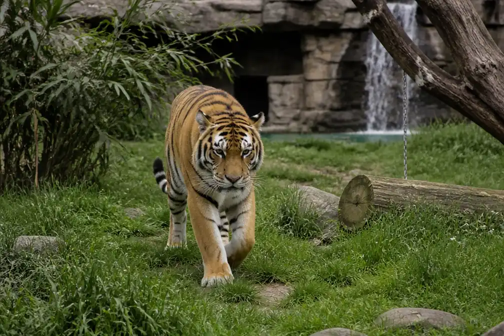 William Chapman gedood na klim in tijgerverblijf van Yorkshire Wildlife Park