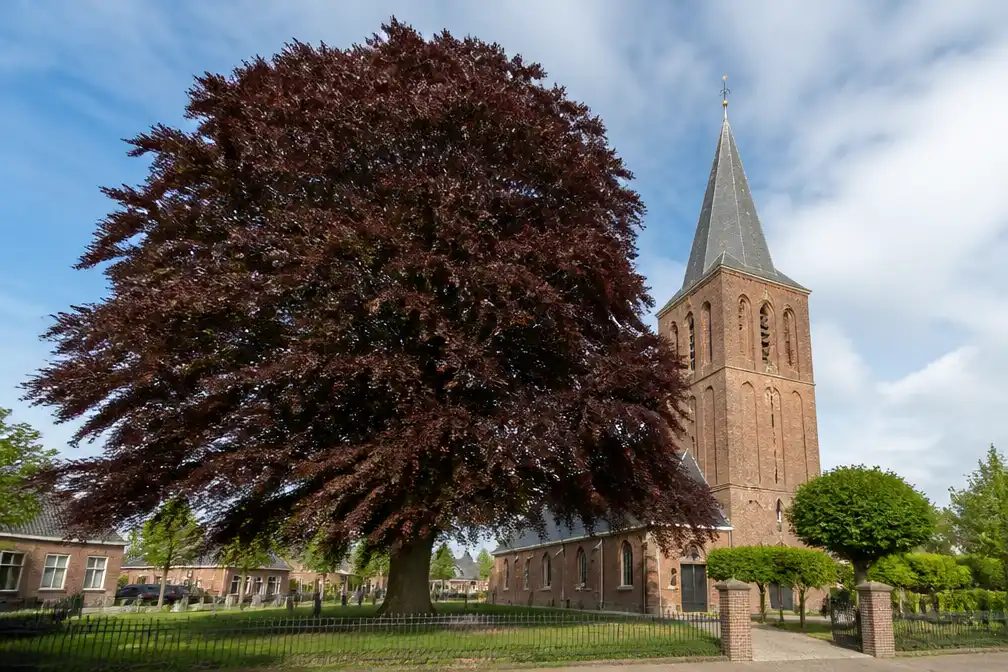 Rode beuk bij kerk in Middelstum verkozen tot Boom van het Jaar 2026