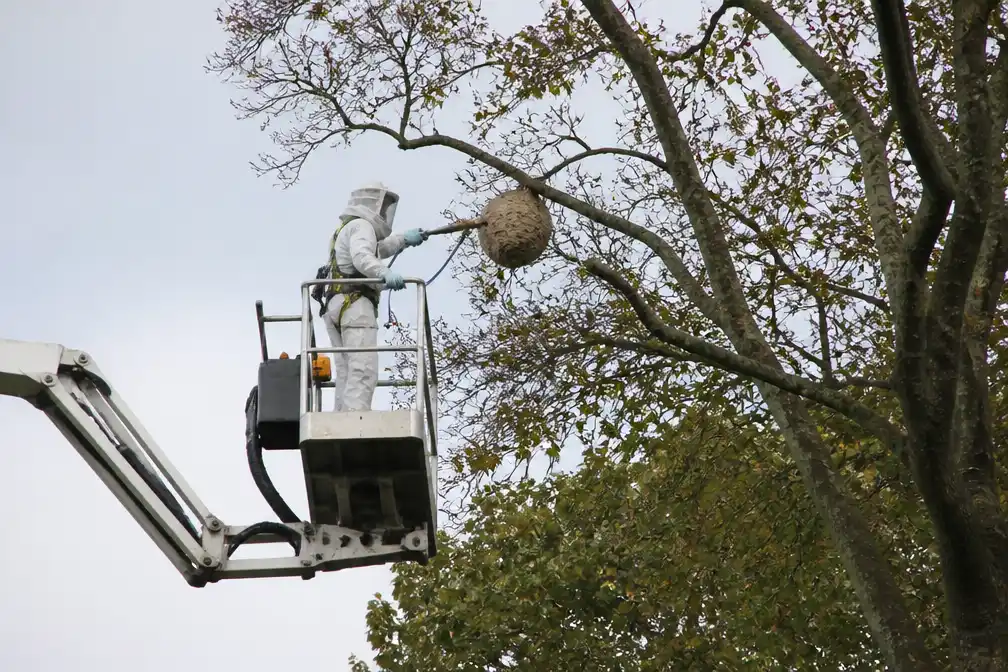 Geel verdelgt 87ste hoornaarnest van het jaar op 42 meter hoogte