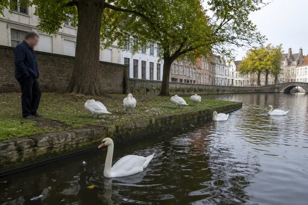 Zwanen keren terug naar 't Stil Ende in Brugge na afwezigheid door blauwalgen
