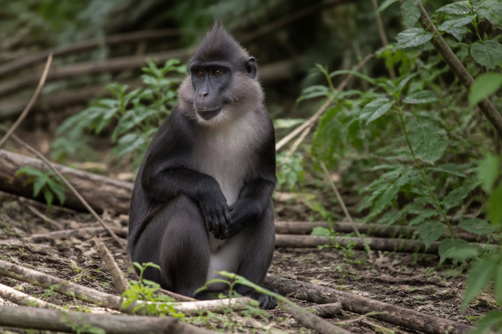 Ontsnapte kuifmangabey uit Beekse Bergen laat zich niet vangen, meerdere keren gezien in Esbeek