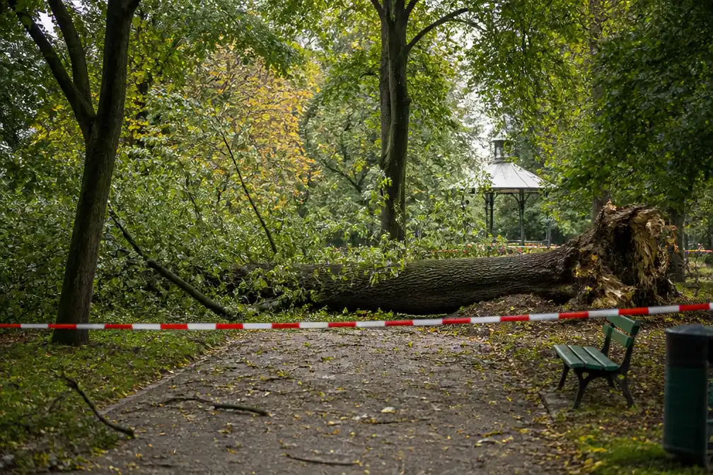 Vrouw (61) in levensgevaar nadat boom op haar valt in Park Haffmans in Bilzen