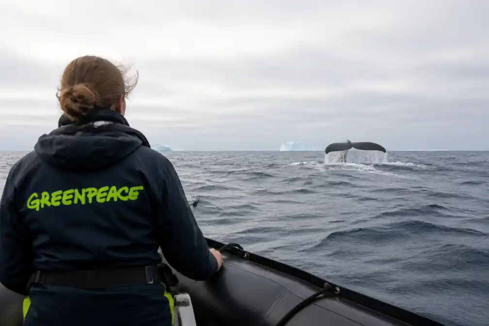 Greenpeace vraagt meer actie voor oceanen bij start VN-biodiversiteitstop Jerevan
