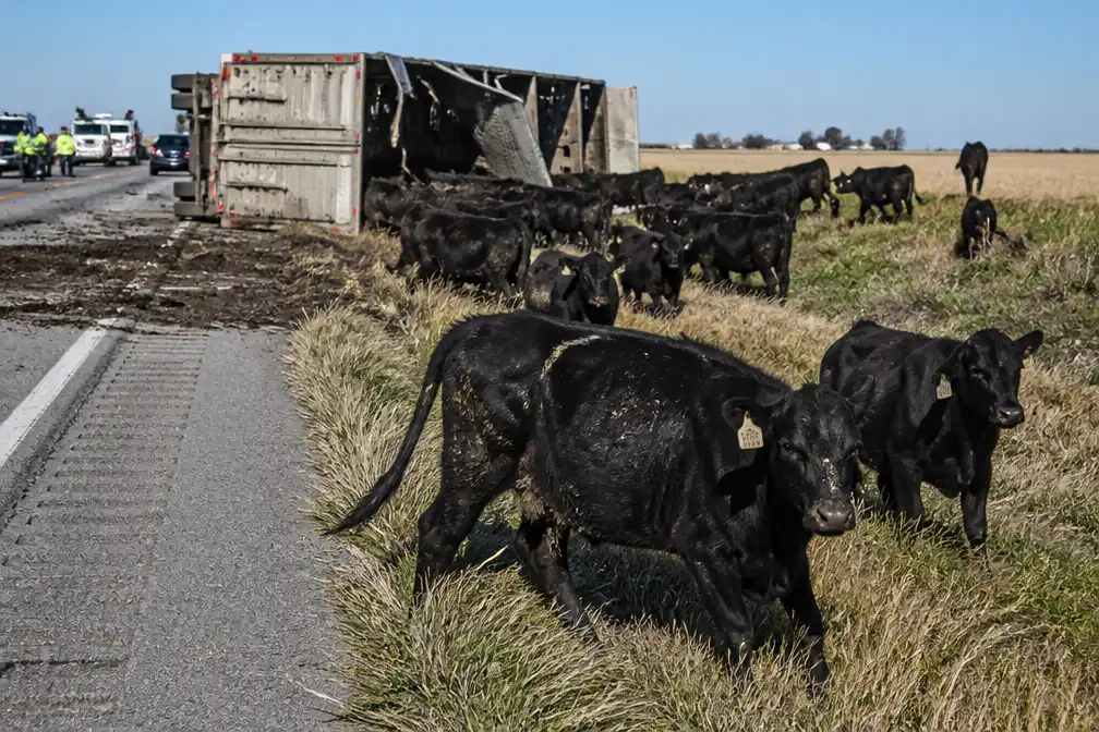120 koeien in Kansas weer gevangen na kantelende vrachtwagen