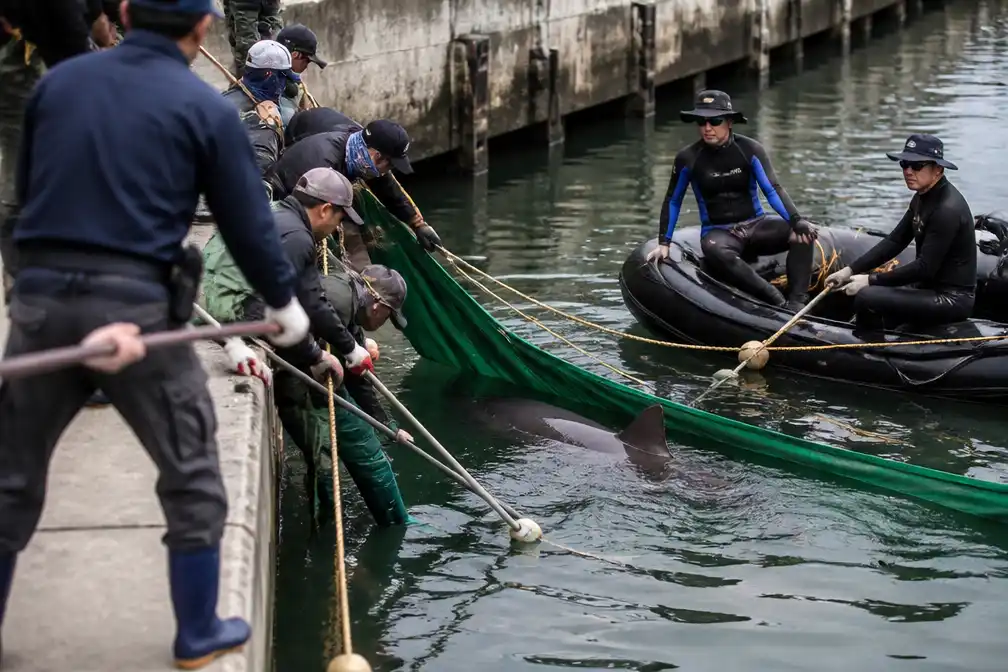 Beroemde haai Bukang-i duikt weer op in Zuid-Koreaans kanaal na mislukte redding