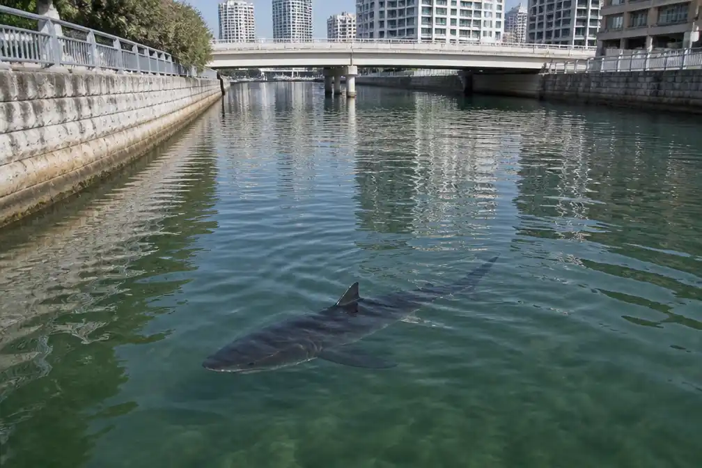 Haai Bukangi zwemt enkele uren na uitzetting terug naar kanaal in Busan
