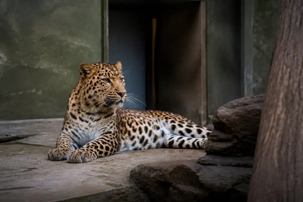 Verzorgster Beekse Bergen in kritieke toestand na aanval Perzische panter