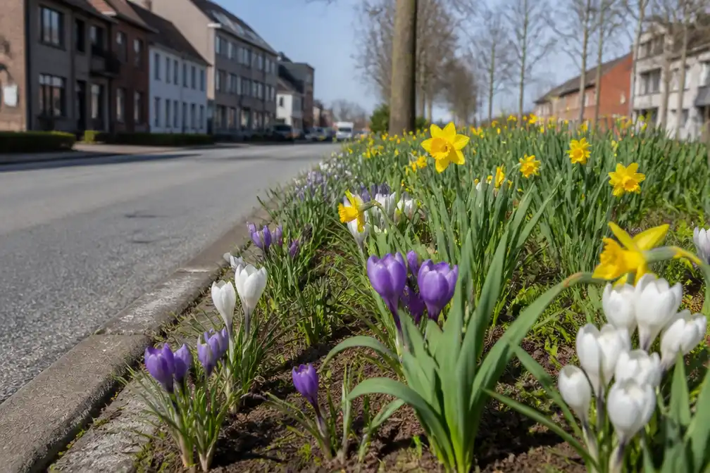 Willebroek plant 100.000 bloembollen voor meer biodiversiteit en kleur