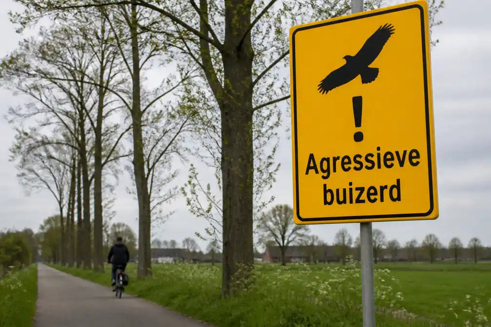 Agressieve buizerd valt mensen aan op weg in Groningen
