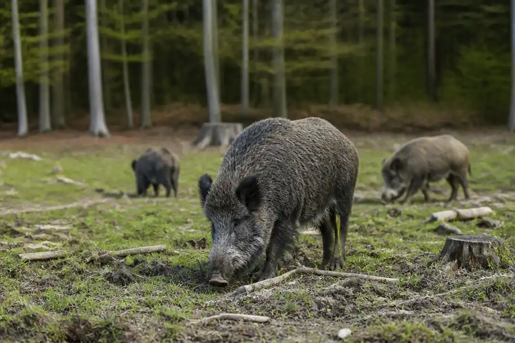 Italiaanse provincie Trentino staat pijl-en-boogjacht op wilde zwijnen toe vanaf 2027