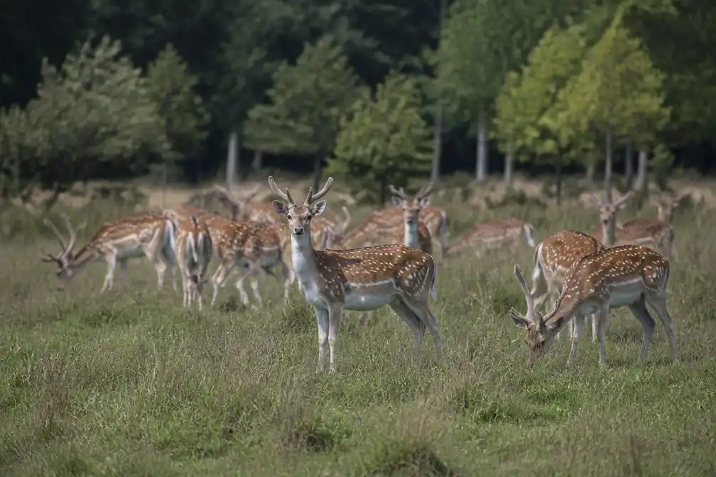 Rechter houdt afschieten damherten Hoeksche Waard opnieuw tegen