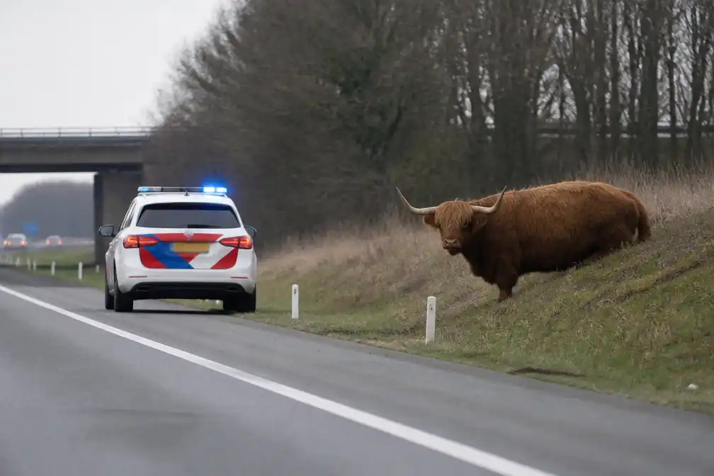 Politie schiet Schotse hooglander dood zonder medeweten eigenaar op N33 bij Assen