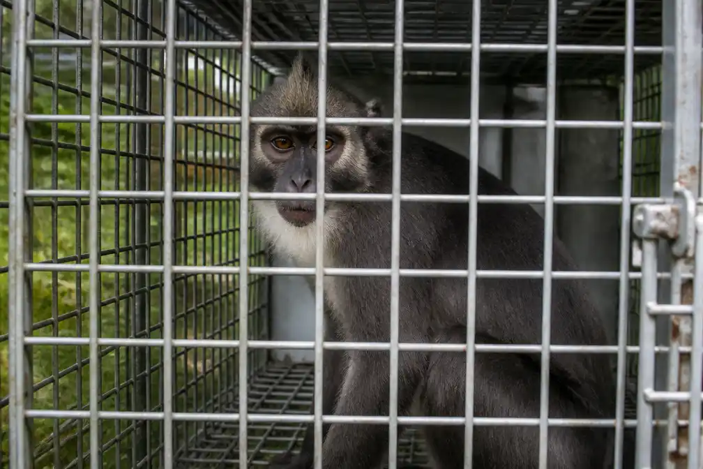 Ontsnapte kuifmangabey na maandlange zoektocht weer gevangen