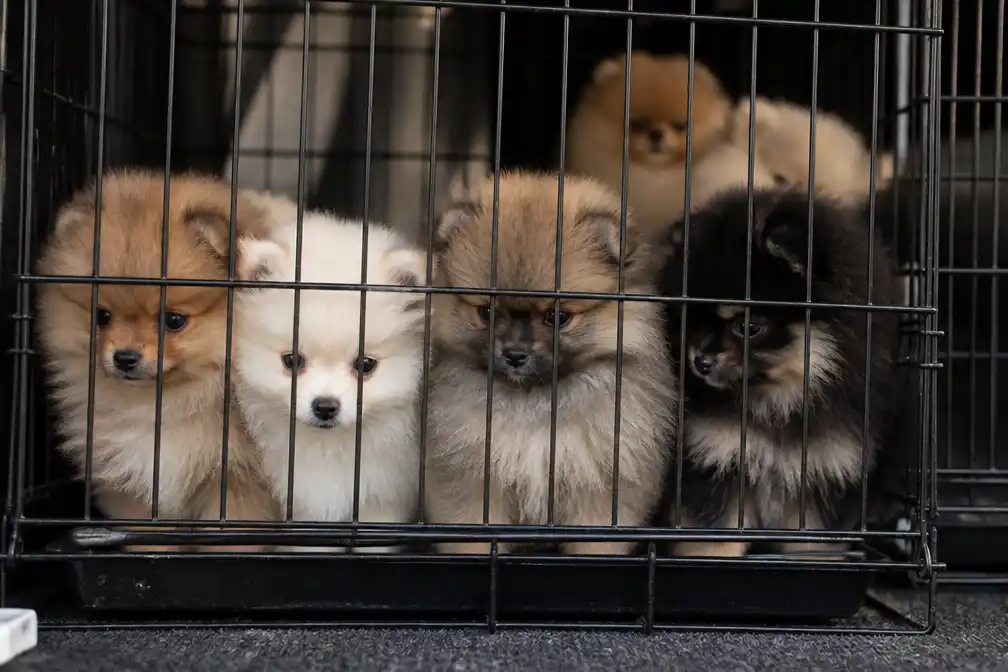 OM eist werkstraf en voorwaardelijke cel voor illegale puppychandelaar