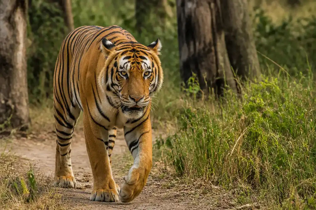 Aantal wilde tijgers in Nepal verdrievoudigd tot 429, volgens WWF