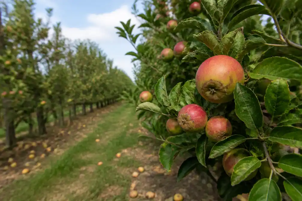 Europese droogte zorgt voor kleiner en duurder fruit vanaf september